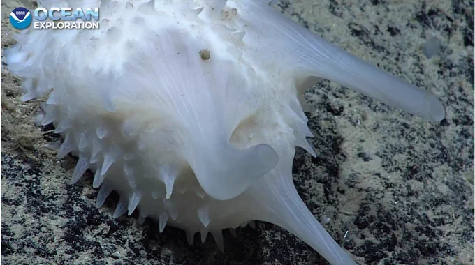 A white sponge with pronounced large and small projections coming from its body