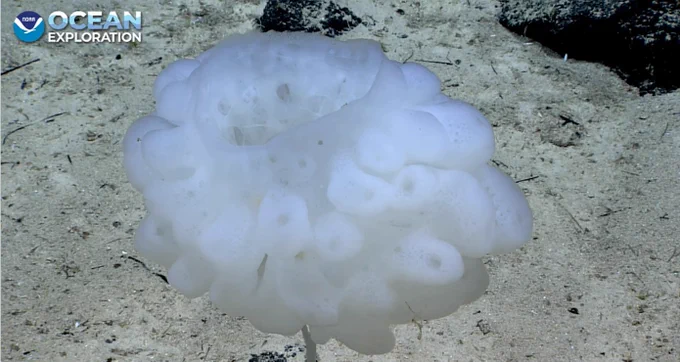 A white sponge that resembles a spherical bouquet clustered on a slender stalk