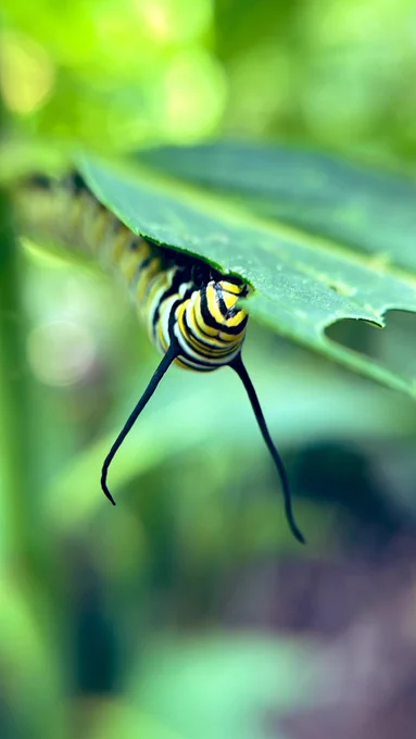 Caterpillar eating from the underside of the leaf