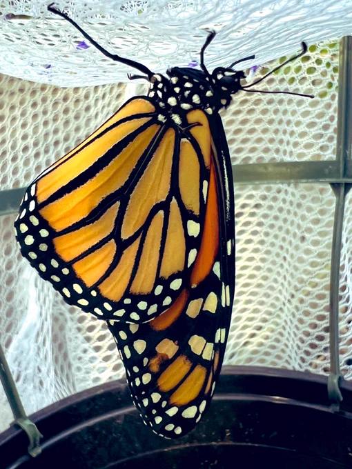 Monarch butterfly is orange with black wing veins & white spots