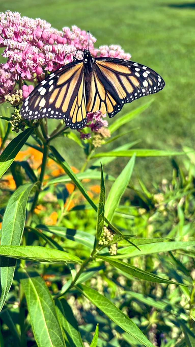 Monarch butterfly feeding on milkweed plant