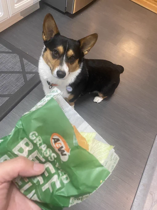 Teen burger from A&W with a tri coloured corgi looking longingly in the background.
