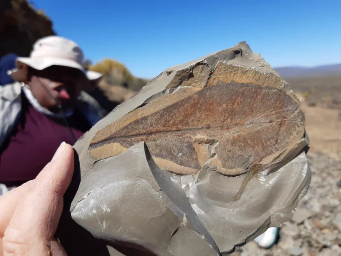 Brown stained Glossopteris fossil leaf preserved on an olive grey rock.
