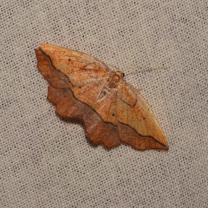 Bordered Beauty moth