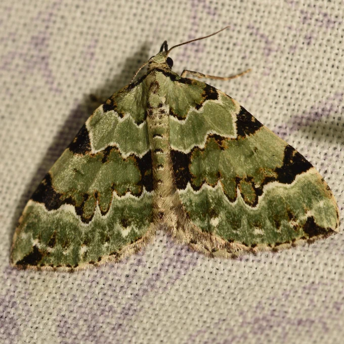 Green Carpet moth