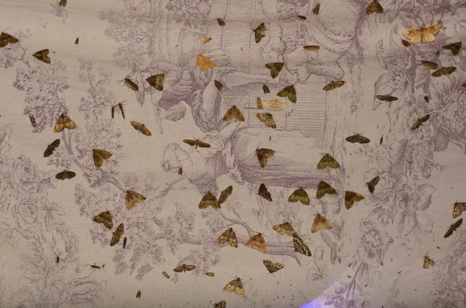 A kaleidoscope of moths settled on a sheet
