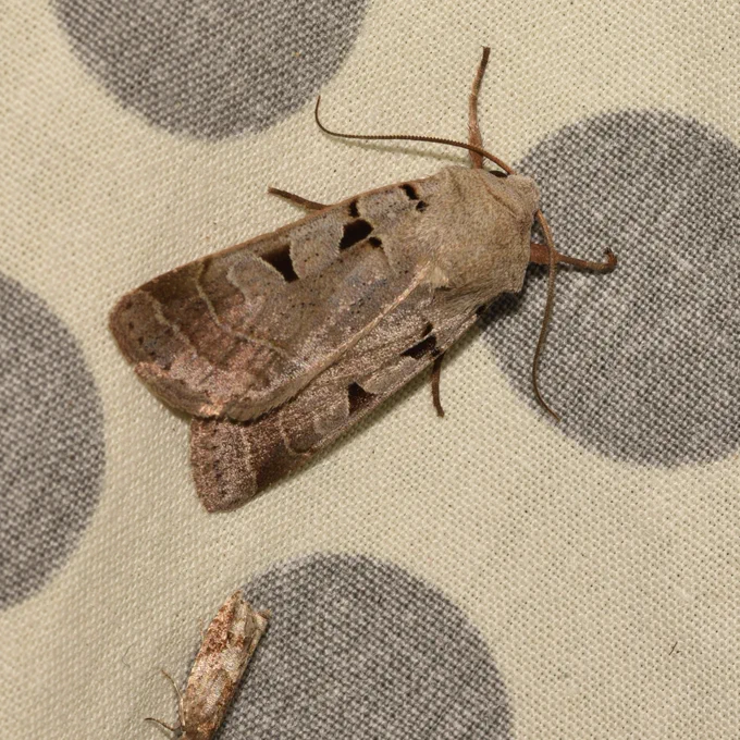 Autumnal Rustic moth