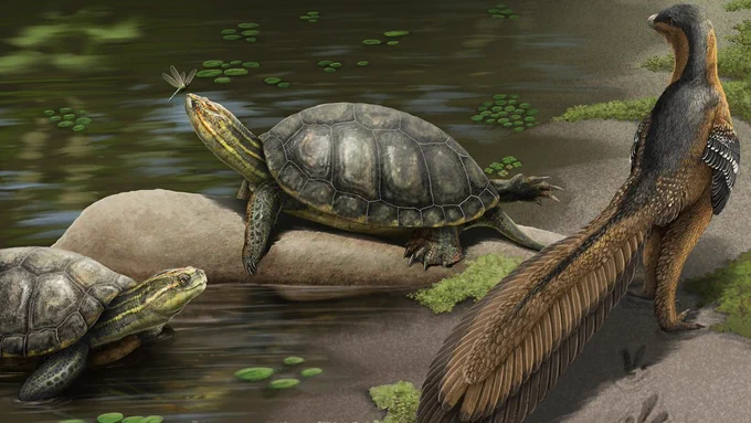 Water's edge scene with two individuals of the extinct turtle Appalechemys. A dragonfly lights on the snout of one individual. A maniraptoran dinosaur observes from shore.