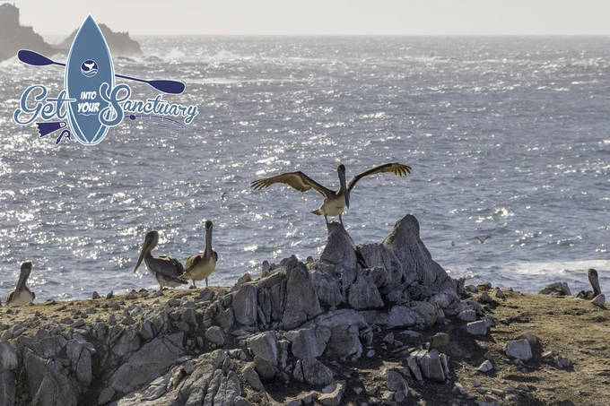 Brown pelicans seen along the coastline.