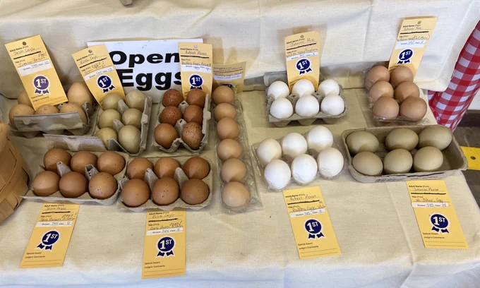 Groups of six eggs in variously shaped containers.