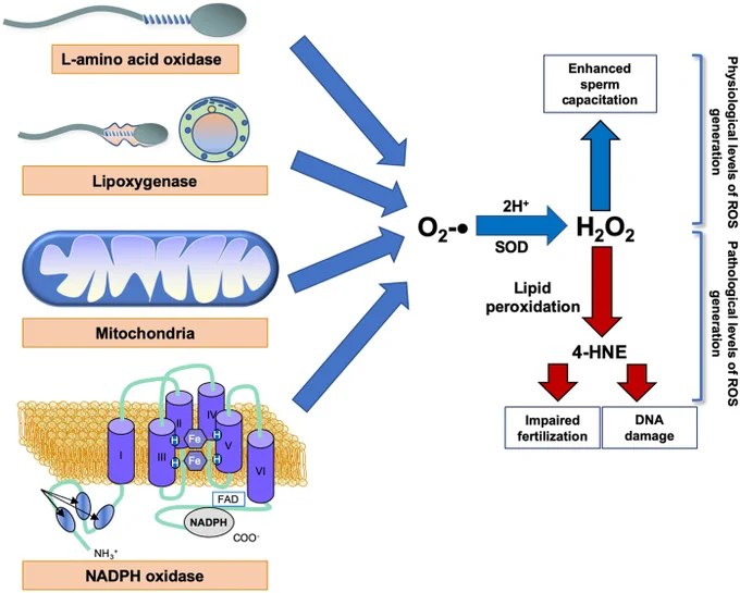 Impact of oxidative stress on male and female germ cells