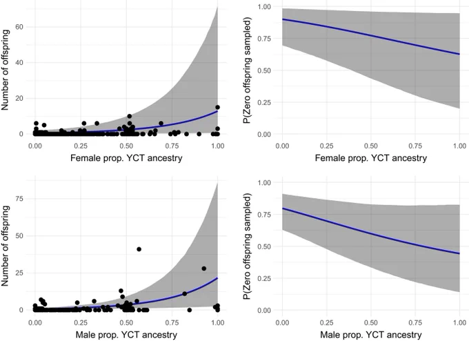 Model results for the effects of Yellowstone cutthroat trout ancestry on reproductive fitness. There are four plots showing the predicted number of offspring and probability of zero offspring being sampled for both male and female trout. All plots show that more cutthroat trout ancestry increases reproductive output.