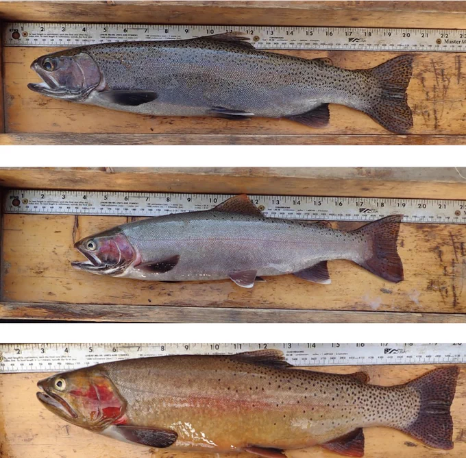 Three fish stacked vertically. The top is a rainbow trout, the middle a rainbow/cutthroat trout hybrid, and the bottom is a cutthroat trout. Each fish is on a wooden board with a partially-visible ruler. Fish handled with proper permitting.