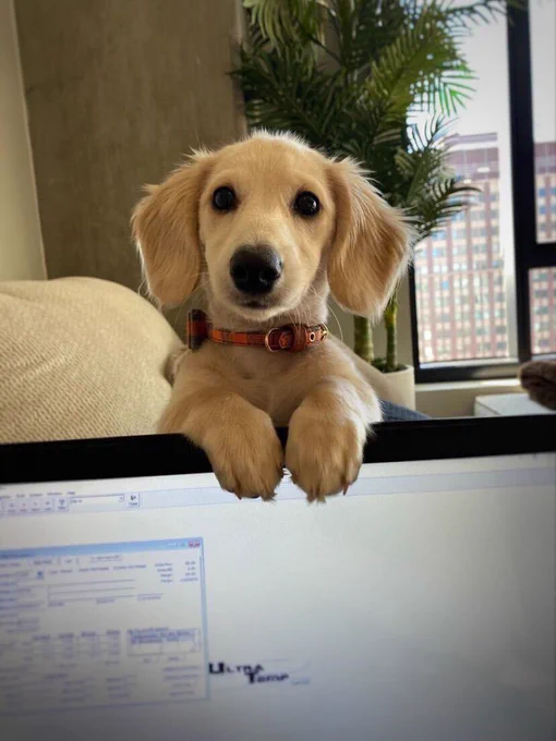 a tiny blond pup peers over the top of a laptop, which is open with its screen facing the camera. a time card is open on the screen. the pup has a cute pleading expression, and his two front paws are flopped over the monitor just so.