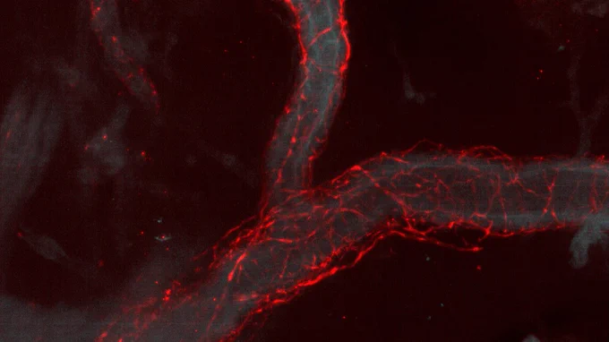 Blood vessel from spleen from lightsheet microscopy. 