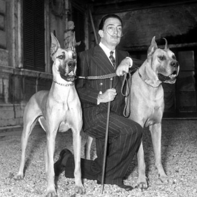 Rome, 10 May 1954. Salvador Dalì in Rome for his personal exhibition at Palazzo Pallavicini Rospigliosi. In the photo the artist Salvador Dalì with his dogs outside the palace. Black and white version