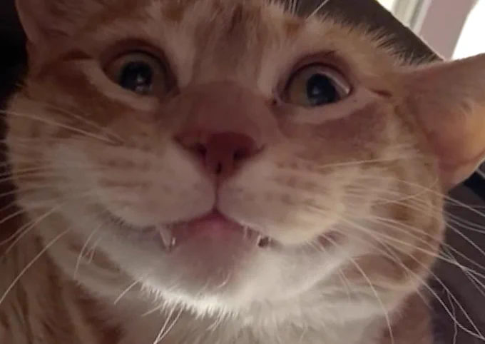 A crazed looking orange cat. He is smiling with his fangs visible