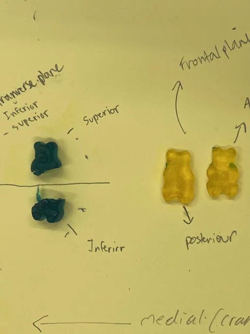 Gummy bear anatomical planes