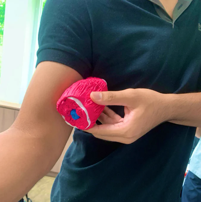 Muscle clay models
