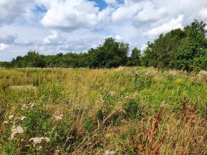 Looking north-west from the bat detector location towards the pond.