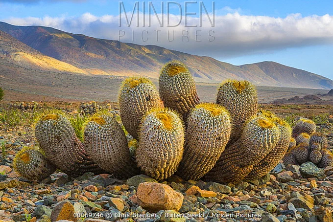 Foto colorida de uma paisagem desértica, com montanhas bem ao fundo e diversos cactos de tamanho pequeno e formato cilíndrico com espinhos brancos e pequenas flores amarelas