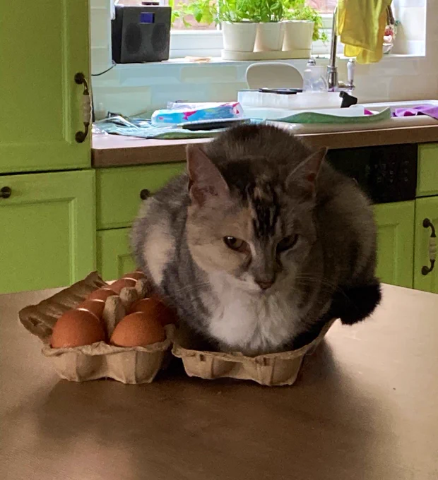 cat squatting in an egg carton like a little chicken