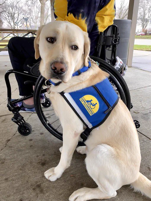 Reggie sitting next to his person, ready to help.