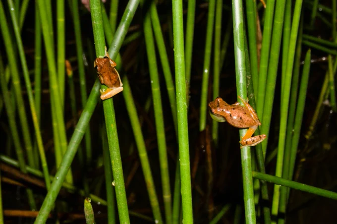 Image is a photograph showing an aggressive context of two males of the tree frog Dendropsophus branneri perched on a vegetation.