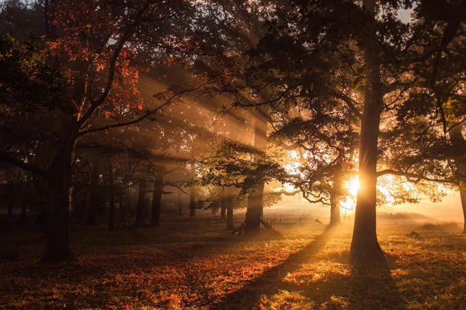 Sun shines brightly from a low angle through broadleaf trees.