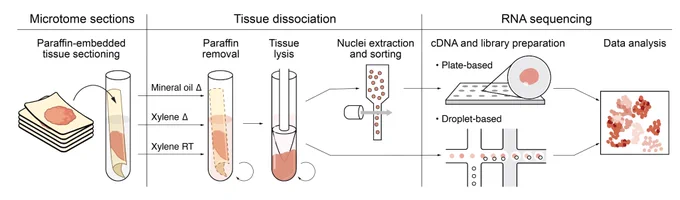 snFFPE-Seq workflow