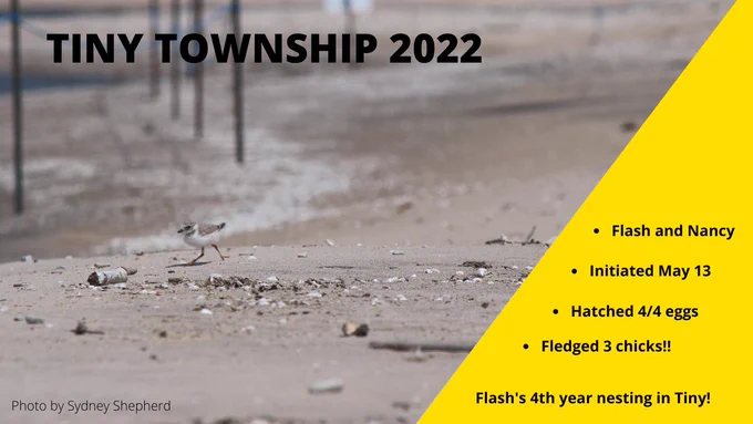 A piping plover fledgling runs across the sand. Text: Flash and Nancy, initiated May 13, hatched 4/4 eggs, fledged 3 chicks, Flash's 4th year nesting in Tiny