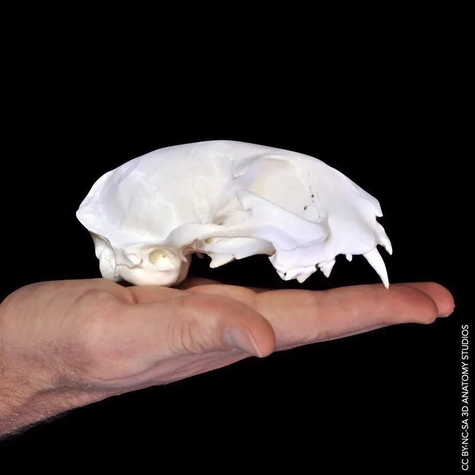 3D printed cat cranium on hand