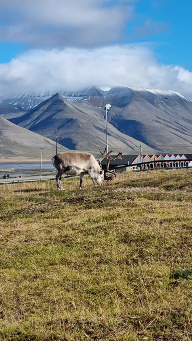 Reindeer with mountains in the background