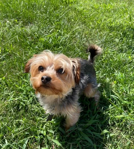 Odie enjoying the sun