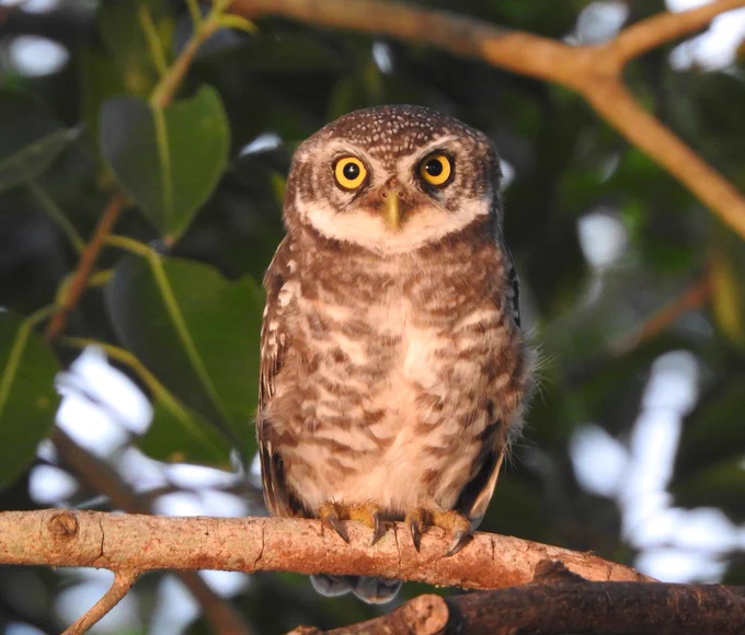 A spotted owlet comfortably perched on a tree - shot in Chennai