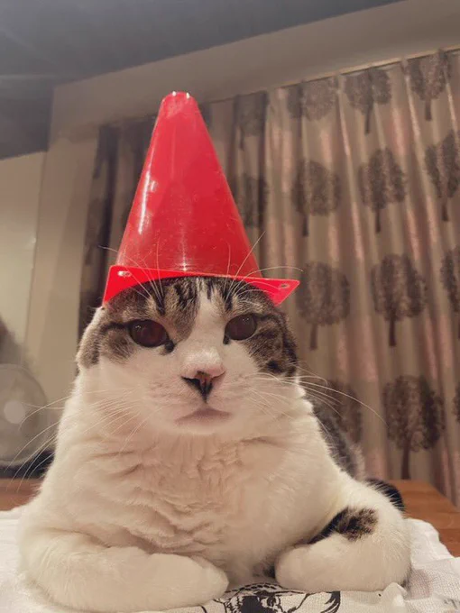 A cute white cat with a red traffic cane atop his head!