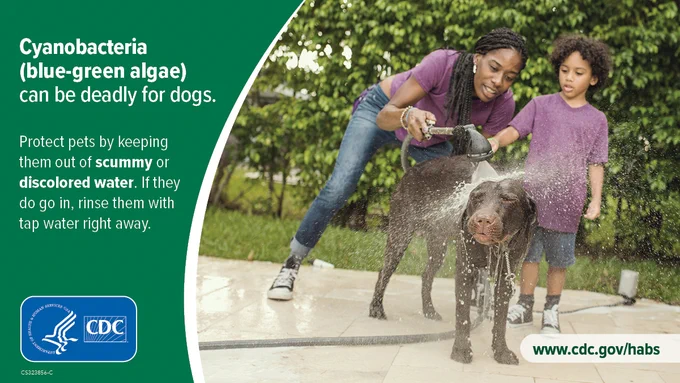 Adult woman and child spraying a dog with a hose. Text on graphic says Cyanobacteria (blue-green algae) can be deadly for dogs. Protect pets by keeping them out of scummy or discolored water. If they do go in, rinse them with tap water right away.