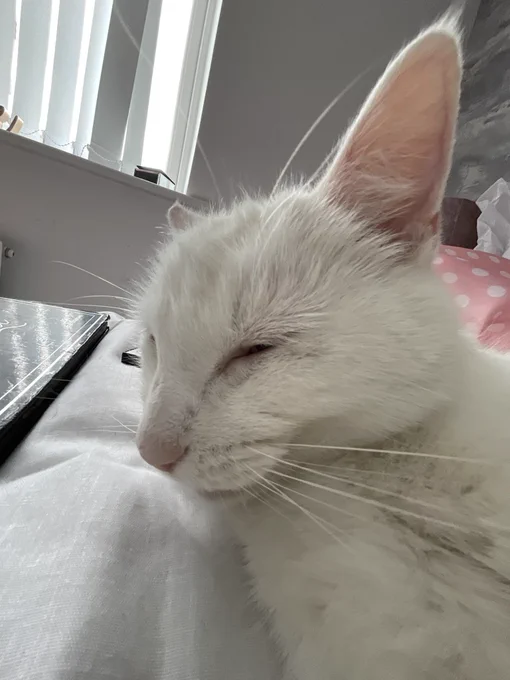 Stinky is sat on a white bed with the camera angle zoomed out to make her ears look huge. She has her eyes closed as if she is upset.