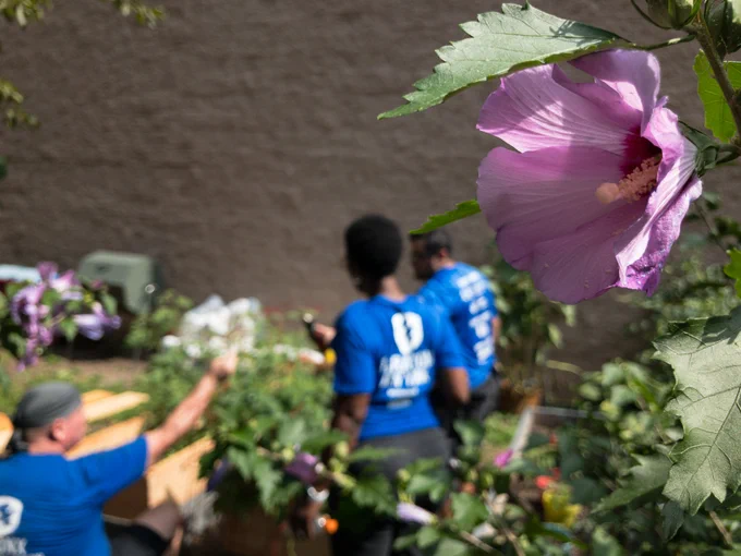 A flower at Hornaday Community Garden