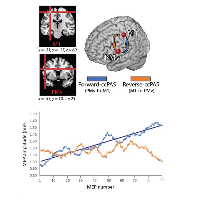 We administered cortico-cortical paired associative stimulation (ccPAS) over the ventral premotor cortex (PMv) and primary motor cortex (M1) either to reiforce PMv-to-M1 projections (Forward-ccPAS) or to weaken them (Reverse-ccPAS). On each paired‑pulse, we recorded a motor‑evoked potential (MEP) to continuously trace the emergence of corticomotor changes. Forward‑ccPAS induced a gradual and linear increase in MEP size that did not reach a plateau at the end of the protocol and was greater in participants with lower motor threshold. Participants receiving reverse‑ccPAS showed a trend toward inhibition. Our study highlights the facilitatory and inhibitory modulations that occur during ccPAS administration and suggest that online MEP monitoring could provide insights into the malleability of the motor system and protocol’s effectiveness. Our findings open interesting prospects about ccPAS potential optimization in experimental and clinical settings.