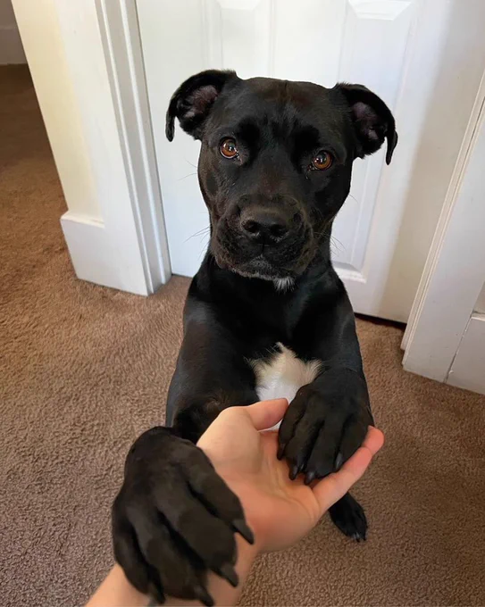 a black pit bull with white on her chest rests both of her front paws in an outstretched human hand in front of her. her floppy ears are resting and her light brown eyes are pleading with you. and honestly how can you say no to that adorable face