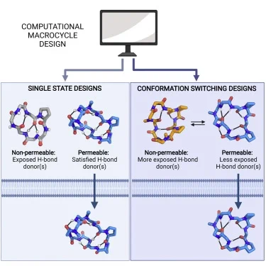 We use computational design coupled with experimental characterization to systematically investigate the design principles for macrocycle membrane permeability and oral bioavailability. 