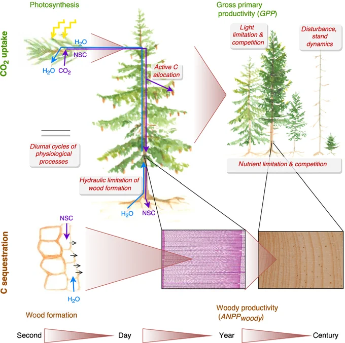 Schematic summarizing sources of decoupling between CO2 uptake and carbon (C) sequestration across various time scales. 