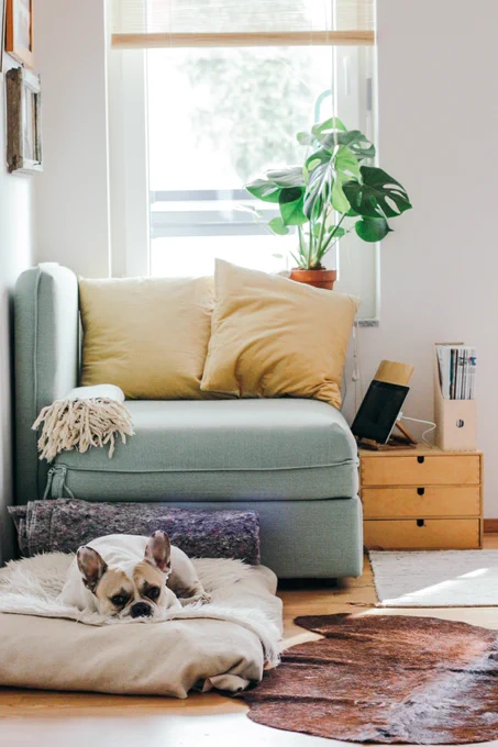 🐶 Find the perfect pet-friendly vacation home for you and your furry friend at OwnerDirect.com. 🐕