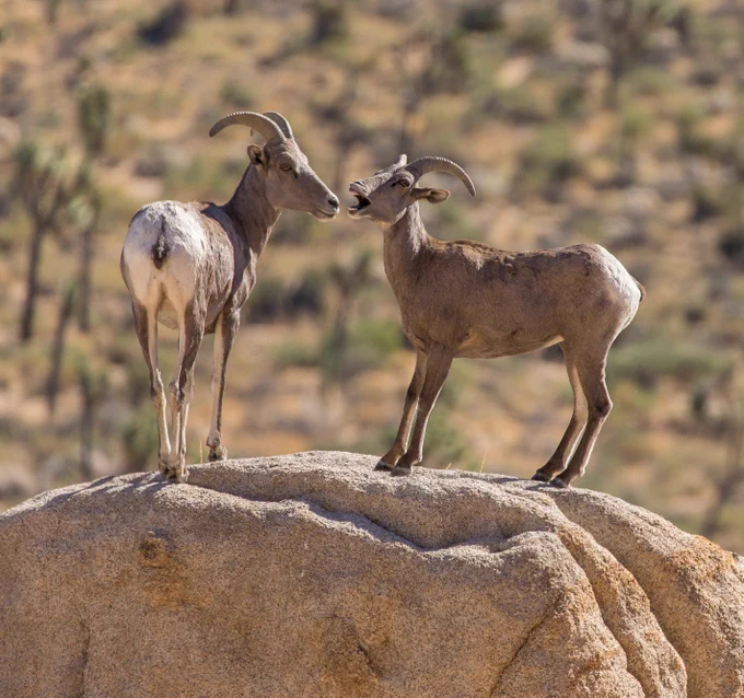 Two bighorn sheep are standing on a rock. One looks to be listening while the other yells at it.