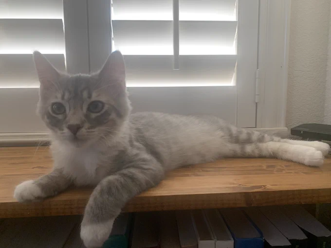 A grey and white kitten lying on a brown bookshelf in front of a window.