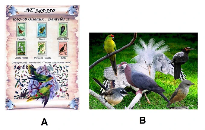 2 - in addition to the basic article A, printing of another photo montage B showing the birds appearing on the stamps
(A4 size photo paper)