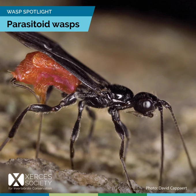Parasitoid wasp up close