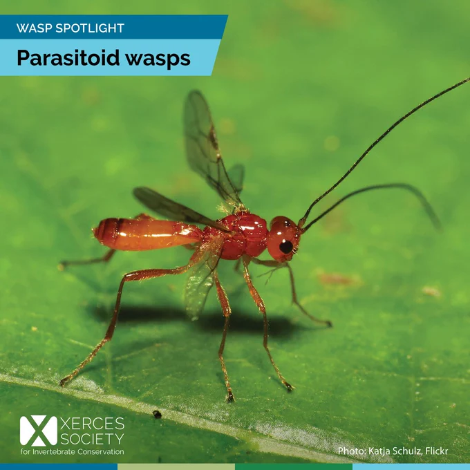 Amber-colored parasitoid wasp on a leaf