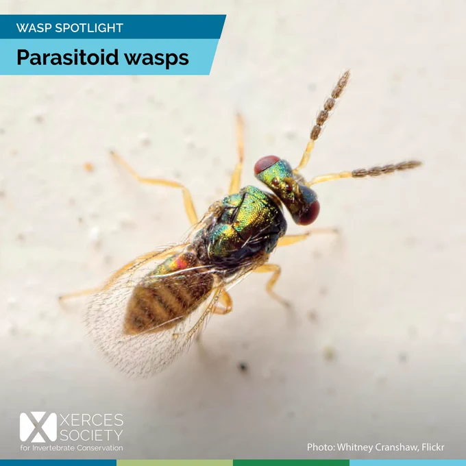 Green parasitoid wasp
